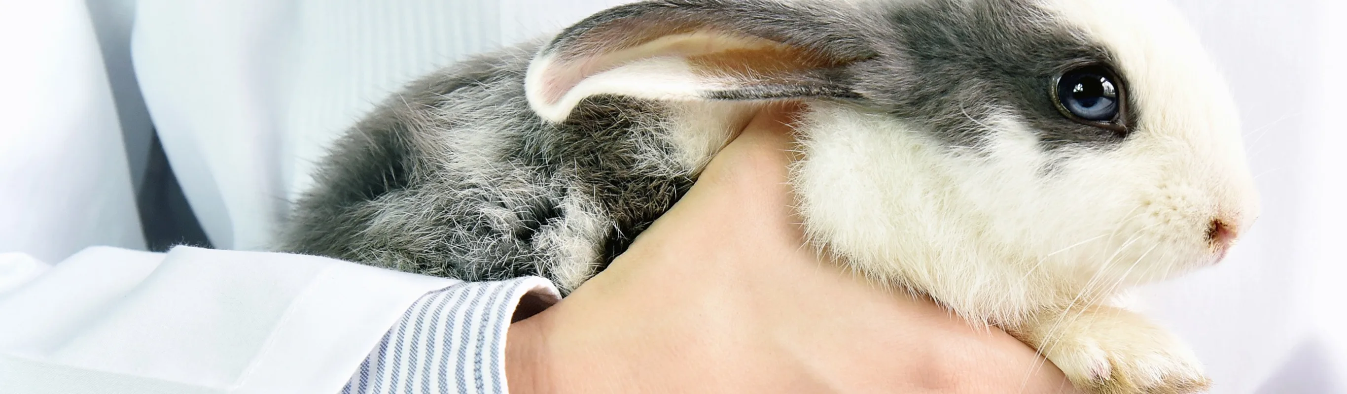 Rabbit being held in hands